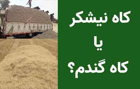 کاه نیشکر بهتر است یا کاه گندم؟